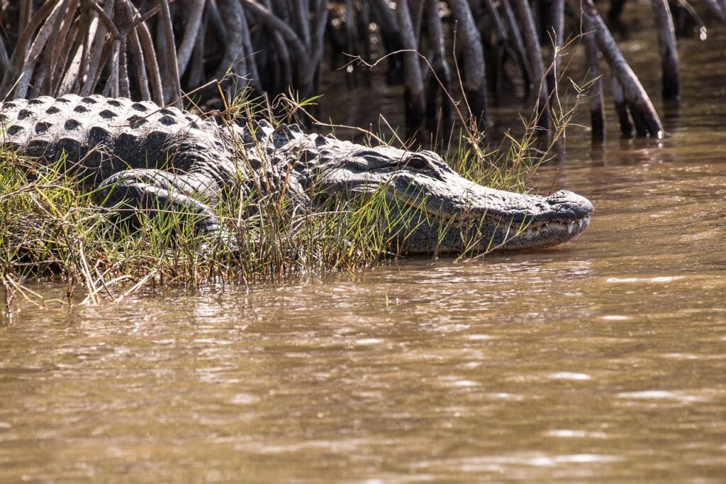 Krokodil lauert am Ufer in den Everglades FL